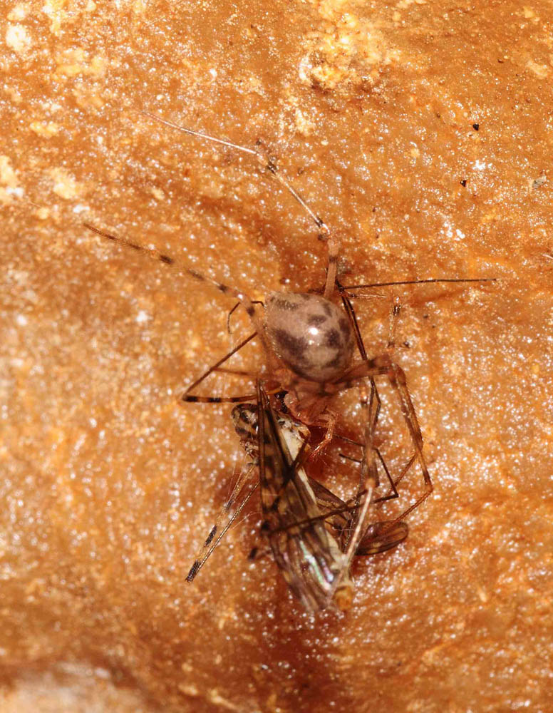 dittero di grotta